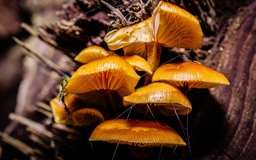 Bunch of yellow mushrooms  from Chrome web store to be run with OffiDocs Chromium online