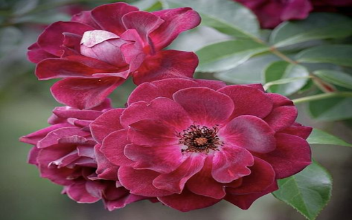 Burgundy Ice Rose Wallpaper  from Chrome web store to be run with OffiDocs Chromium online