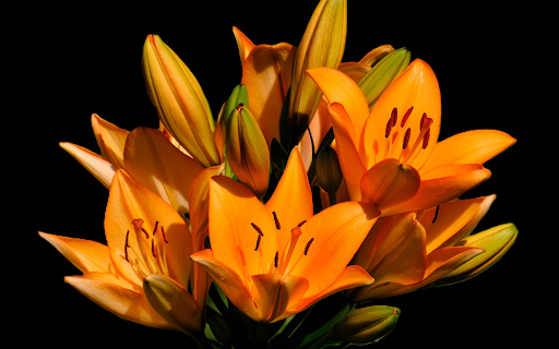 Burning orange branches  from Chrome web store to be run with OffiDocs Chromium online