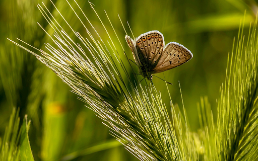 Butterflies and Butterflies  from Chrome web store to be run with OffiDocs Chromium online