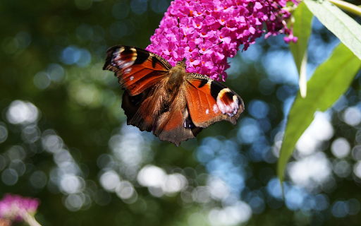 Butterflies and purple flowers  from Chrome web store to be run with OffiDocs Chromium online