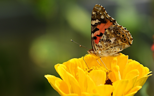 Butterflies perch on yellow flowers  from Chrome web store to be run with OffiDocs Chromium online