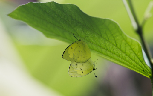 Butterflies under the leaf  from Chrome web store to be run with OffiDocs Chromium online