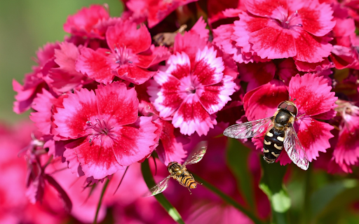 Butterfly and bee flowers  from Chrome web store to be run with OffiDocs Chromium online