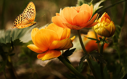 Butterfly and flowers  from Chrome web store to be run with OffiDocs Chromium online