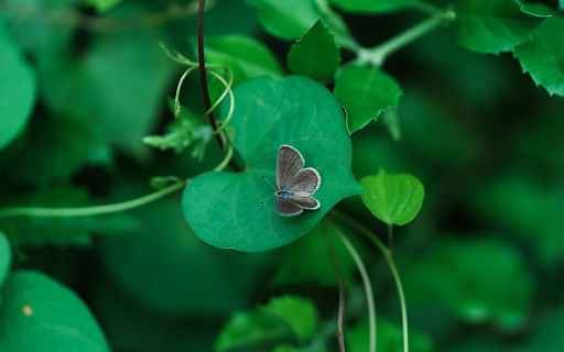 Butterfly and leaves  from Chrome web store to be run with OffiDocs Chromium online