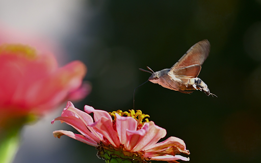 Butterfly flying  from Chrome web store to be run with OffiDocs Chromium online