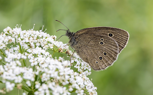 Butterfly lands on flower  from Chrome web store to be run with OffiDocs Chromium online