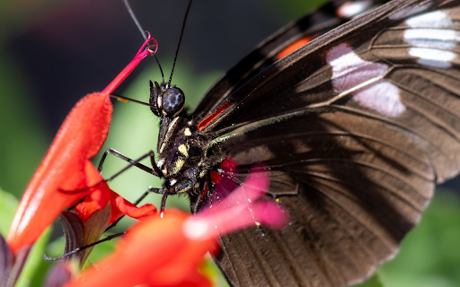 Butterfly lands on red flower  from Chrome web store to be run with OffiDocs Chromium online