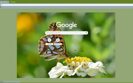 Butterfly on a flower  from Chrome web store to be run with OffiDocs Chromium online