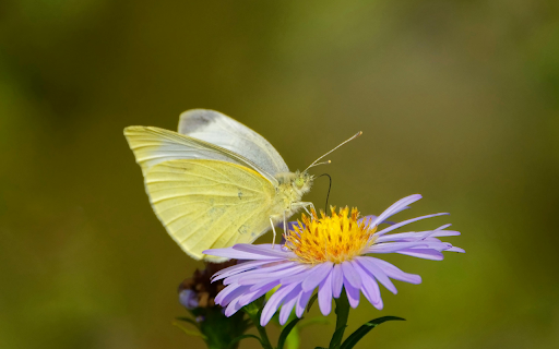 Butterfly On Aster  from Chrome web store to be run with OffiDocs Chromium online