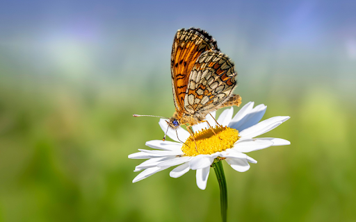 Butterfly on Daisy  from Chrome web store to be run with OffiDocs Chromium online