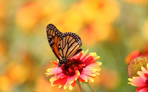 Butterfly on Red Chrysanthemum  from Chrome web store to be run with OffiDocs Chromium online
