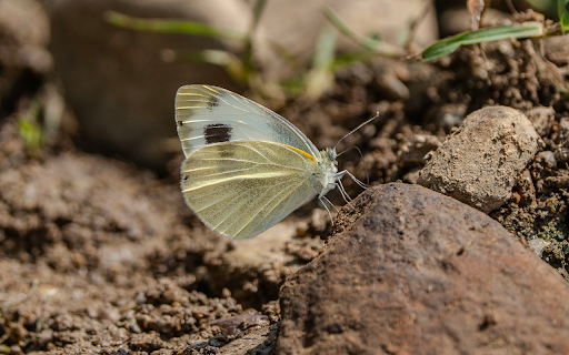 Butterfly on the Rock  from Chrome web store to be run with OffiDocs Chromium online