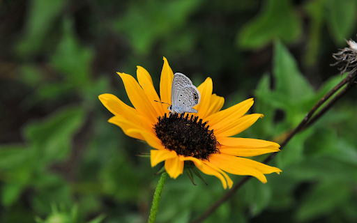 Butterfly on yellow flower  from Chrome web store to be run with OffiDocs Chromium online