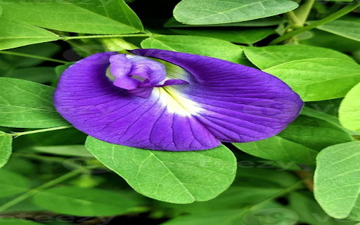 butterfly pea flowers wallpapers  from Chrome web store to be run with OffiDocs Chromium online