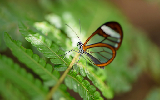 Butterfly with transparent wings  from Chrome web store to be run with OffiDocs Chromium online