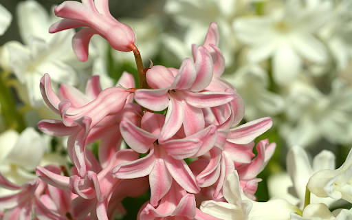 But the flower is cream colored  from Chrome web store to be run with OffiDocs Chromium online
