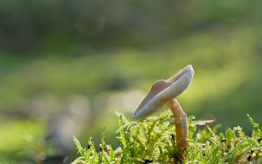 Button mushroom on moss  from Chrome web store to be run with OffiDocs Chromium online
