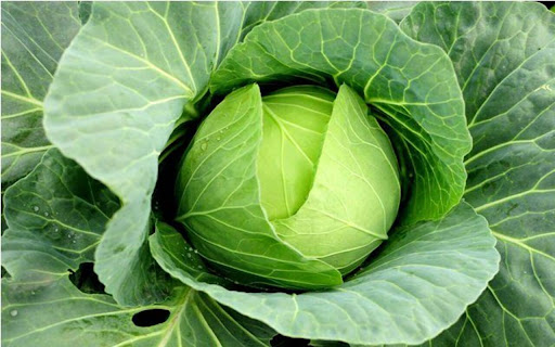 cabbage wallpaper from Chrome web store to be run with OffiDocs Chromium online cabbage wallpaper from Chrome web store to be run with OffiDocs Chromium online