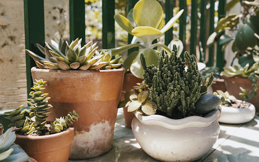 Cacti of all kinds  from Chrome web store to be run with OffiDocs Chromium online