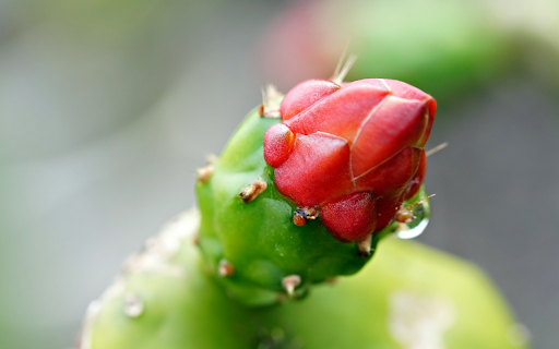 Cactus buds drenched in dew  from Chrome web store to be run with OffiDocs Chromium online