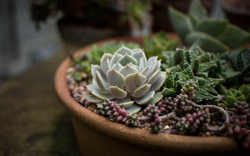 Cactus flower pot  from Chrome web store to be run with OffiDocs Chromium online