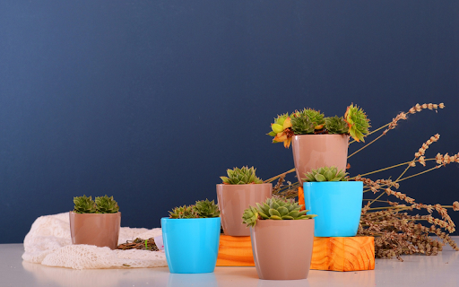 Cactus flower pots  from Chrome web store to be run with OffiDocs Chromium online