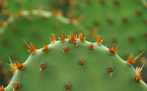 Cactus Thorns  from Chrome web store to be run with OffiDocs Chromium online