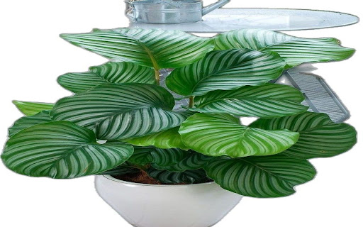 Calathea Orbifolia Tree Wallpaper  from Chrome web store to be run with OffiDocs Chromium online