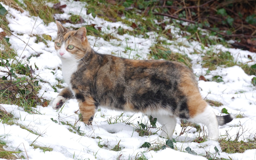 Calico cat  from Chrome web store to be run with OffiDocs Chromium online