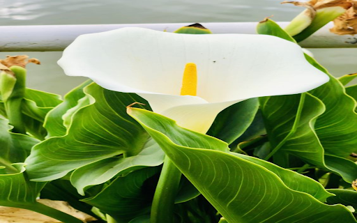 Calla Lily flower wallpaper  from Chrome web store to be run with OffiDocs Chromium online