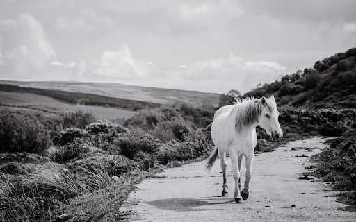 Camargure Horse Walks a Lonely Road  from Chrome web store to be run with OffiDocs Chromium online