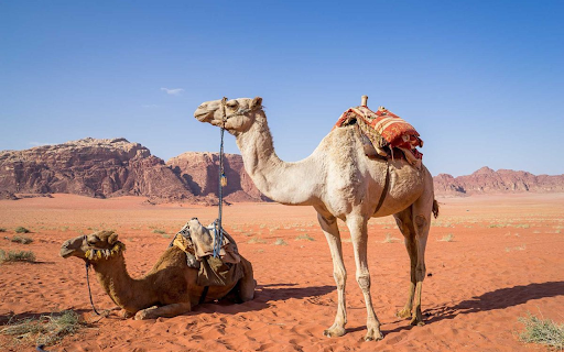 Camel in the desert  from Chrome web store to be run with OffiDocs Chromium online