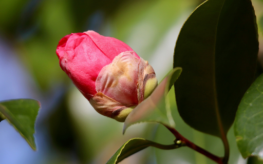 Camellia bud  from Chrome web store to be run with OffiDocs Chromium online