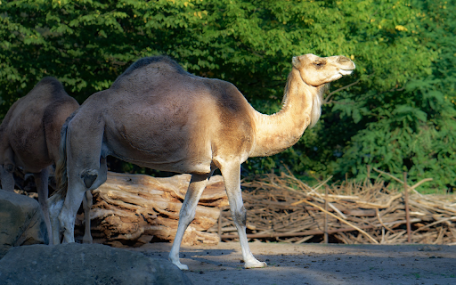 Camel next to the trees  from Chrome web store to be run with OffiDocs Chromium online