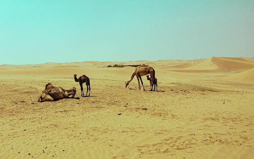 Camels in the Desert  from Chrome web store to be run with OffiDocs Chromium online