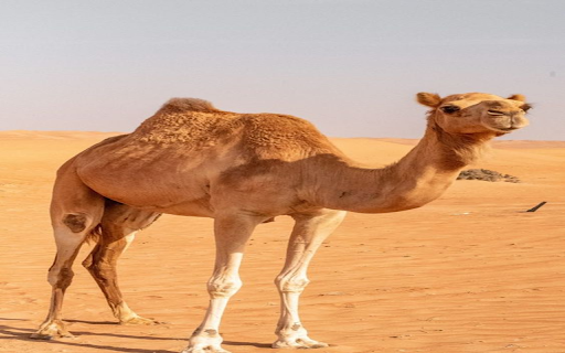 Camel wallpaper  from Chrome web store to be run with OffiDocs Chromium online