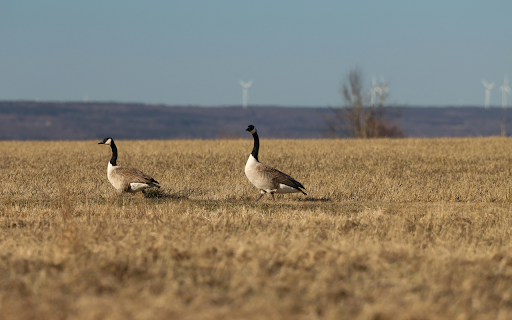 Canada Geese in Visingsö Landscape  from Chrome web store to be run with OffiDocs Chromium online