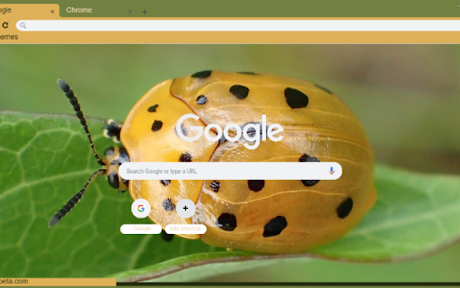Canh Cung Vang  from Chrome web store to be run with OffiDocs Chromium online