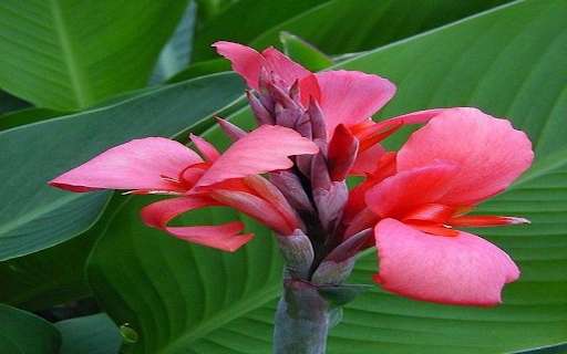 Canna flower wallpaper  from Chrome web store to be run with OffiDocs Chromium online