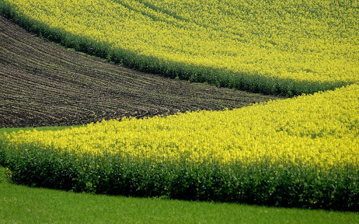 Canola Field  from Chrome web store to be run with OffiDocs Chromium online