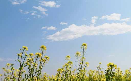 CANOLA Theme  from Chrome web store to be run with OffiDocs Chromium online