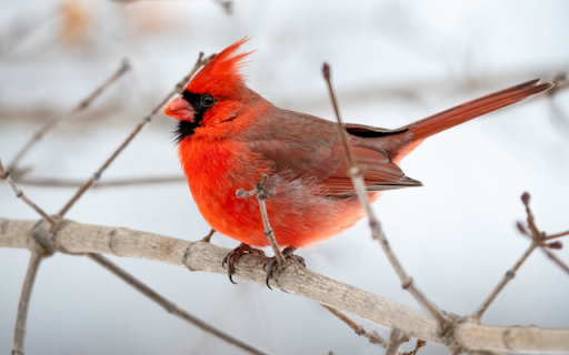 Cardinal  from Chrome web store to be run with OffiDocs Chromium online