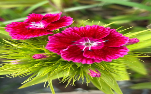 Carnation Cluster Wallpaper  from Chrome web store to be run with OffiDocs Chromium online