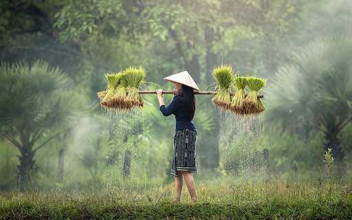 Carrying young seedlings  from Chrome web store to be run with OffiDocs Chromium online
