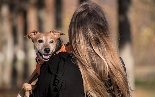 Carry the dog  from Chrome web store to be run with OffiDocs Chromium online