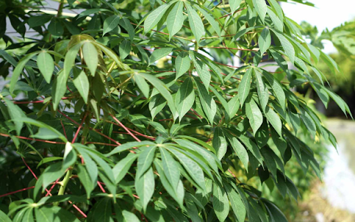 Casaba Tree  from Chrome web store to be run with OffiDocs Chromium online