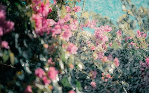 Cascading Bougainvillea Under Sprinklers  from Chrome web store to be run with OffiDocs Chromium online