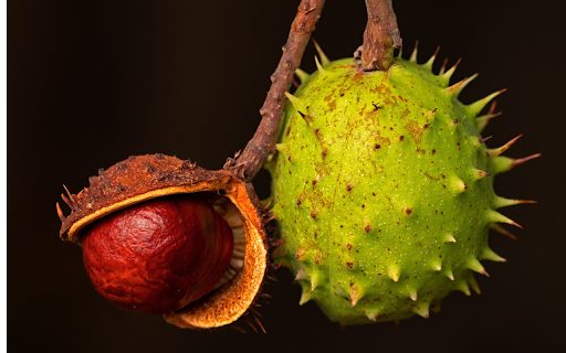 Cashew fruit  from Chrome web store to be run with OffiDocs Chromium online
